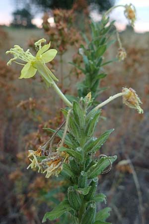 Oenothera casimiri \ Casimirs Nachtkerze, D Waghäusel-Wiesental 4.7.2018