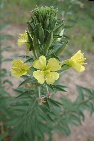 Oenothera canovirens \ Renners Nachtkerze, Graugrne Nachtkerze / Renner's Evening Primrose, D Schwetzingen 7.7.2018