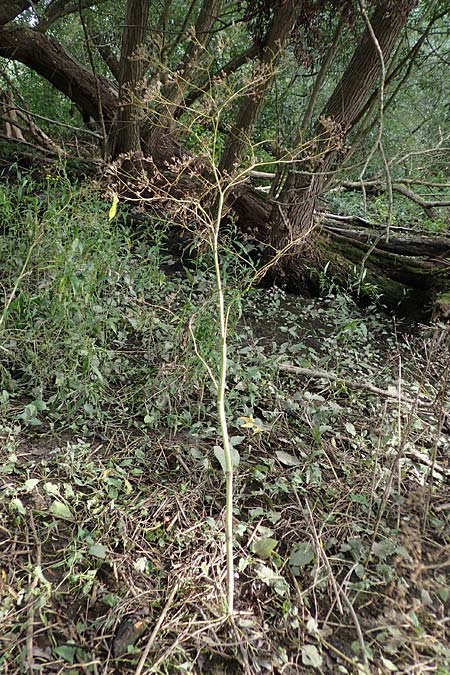 Chaerophyllum bulbosum \ Rben-Klberkropf, Knollenkerbel / Turip-Rooted Chervil, D Hamburg 12.9.2021