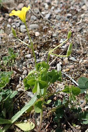 Oxalis dillenii \ Dillenius' Sauerklee, D Kehl 25.4.2018