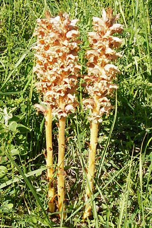 Orobanche elatior \ Groe Sommerwurz / Tall Broomrape, D Hemsbach 18.5.2015