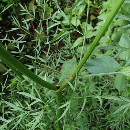 Peucedanum palustre / Marsh Hog's Parsley, Milk Parsley, D Kaiserslautern 7.7.2021