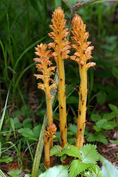 Orobanche flava \ Pestwurz-Sommerwurz, Hellgelbe Sommerwurz, D Starnberg-Leutstetten 2.7.2016 (Photo: Uwe & Katja Grabner)