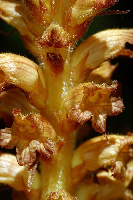 Orobanche flava \ Pestwurz-Sommerwurz, Hellgelbe Sommerwurz / Butterbur Broomrape, D Starnberg-Leutstetten 2.7.2016 (Photo: Uwe & Katja Grabner)