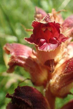 Orobanche gracilis \ Blutrote Sommerwurz, D Pfronten 28.6.2016