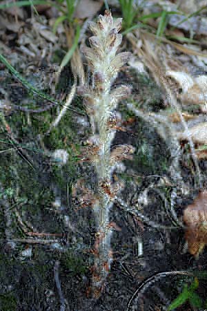 Orobanche rapum-genistae \ Ginster-Sommerwurz, D Schwarzwald, Ottenhöfen 18.6.2019