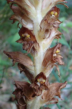 Orobanche rapum-genistae \ Ginster-Sommerwurz / Greater Broomrape, D Schwarzwald/Black-Forest, Ottenhöfen 18.6.2019