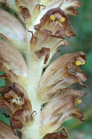 Orobanche rapum-genistae \ Ginster-Sommerwurz, D Schwarzwald, Ottenhöfen 18.6.2019