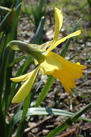 Narcissus pseudonarcissus \ Gelbe Narzisse, Osterglocke / Wild Daffodil, D Ludwigshafen 8.3.2021