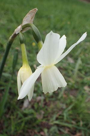 Narcissus pseudonarcissus \ Gelbe Narzisse, Osterglocke / Wild Daffodil, D Ludwigshafen 7.4.2021
