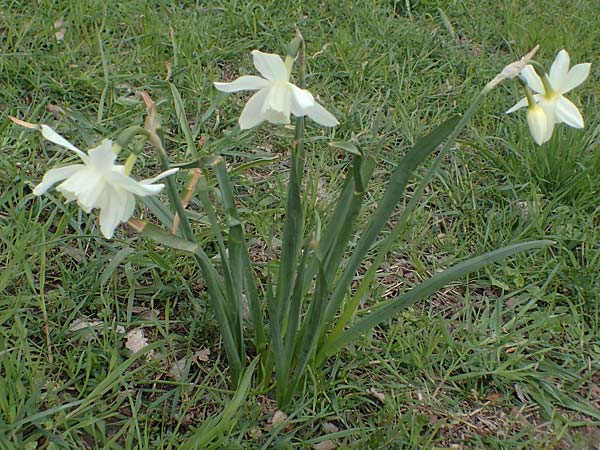 Narcissus pseudonarcissus \ Gelbe Narzisse, Osterglocke / Wild Daffodil, D Ludwigshafen 7.4.2021