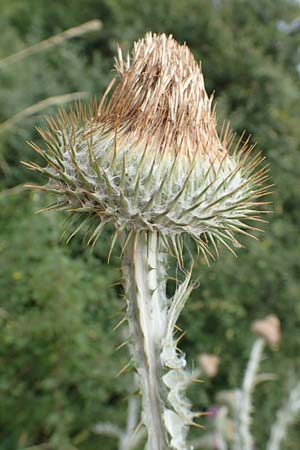 Onopordum x hortorum \ Garten-Esels-Distel, D Holzwickede 27.7.2019