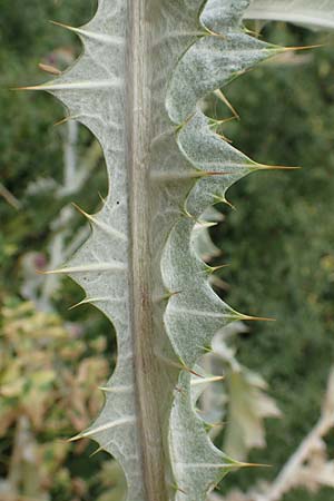 Onopordum x hortorum \ Garten-Esels-Distel / Garden Cotton Thistle, D Holzwickede 27.7.2019