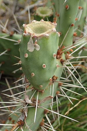 Opuntia humifusa \ Gemeiner Feigenkaktus / Low Prickly Pear, Eastern Prickly Pear, D Felsberg 29.7.2019