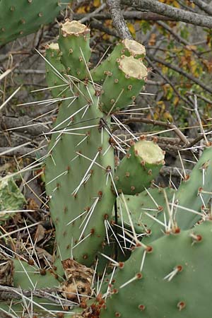 Opuntia humifusa \ Gemeiner Feigenkaktus / Low Prickly Pear, Eastern Prickly Pear, D Felsberg 29.7.2019