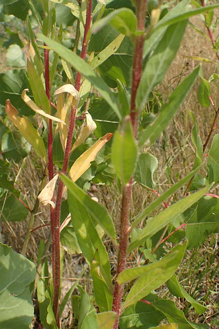 Oenothera moravica \ Mhrische Nachtkerze / Moravian Evening Primrose, D Essen 27.7.2019