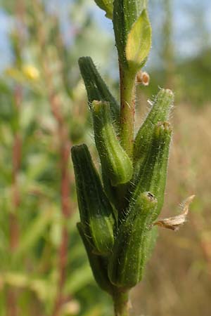 Oenothera moravica \ Mhrische Nachtkerze / Moravian Evening Primrose, D Essen 27.7.2019