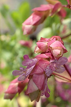 Origanum libanoticum \ Hopfenbltiger Dost / Cascading Sweet Oregano, Hopflower Oregano, D Pforzheim 26.6.2016