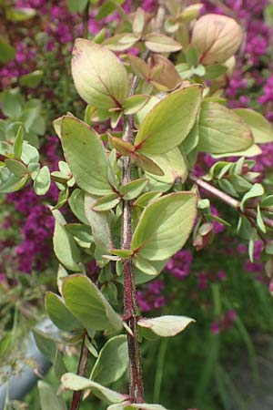 Origanum libanoticum \ Hopfenbltiger Dost / Cascading Sweet Oregano, Hopflower Oregano, D Pforzheim 26.6.2016