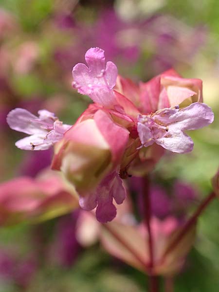 Origanum libanoticum \ Hopfenbltiger Dost, D Pforzheim 26.6.2016