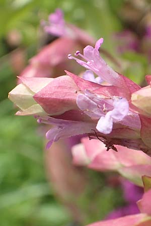 Origanum libanoticum \ Hopfenbltiger Dost / Cascading Sweet Oregano, Hopflower Oregano, D Pforzheim 26.6.2016