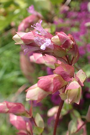 Origanum libanoticum \ Hopfenbltiger Dost / Cascading Sweet Oregano, Hopflower Oregano, D Pforzheim 26.6.2016