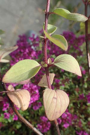 Origanum libanoticum \ Hopfenbltiger Dost / Cascading Sweet Oregano, Hopflower Oregano, D Pforzheim 26.6.2016