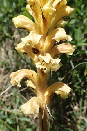 Orobanche lutea \ Gelbe Sommerwurz / Yellow Broomrape, D Grünstadt-Asselheim 26.4.2020