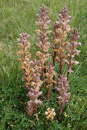 Orobanche lutea \ Gelbe Sommerwurz, D Grünstadt-Asselheim 4.5.2020