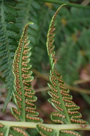 Oreopteris limbosperma \ Berg-Farn, Berg-Lappen-Farn / Sweet Mountain Fern, Lemon-Scented Fern, D Odenwald, Mossautal 14.10.2023