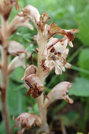 Orobanche alsatica subsp. mayeri \ Mayers Sommerwurz / Mayer's Broomrape, D Hechingen 20.6.2015