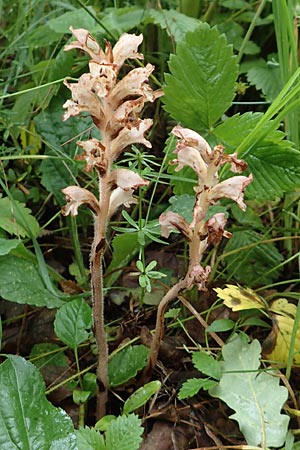 Orobanche alsatica subsp. mayeri \ Mayers Sommerwurz / Mayer's Broomrape, D Hechingen 20.6.2015