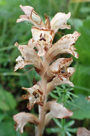 Orobanche alsatica subsp. mayeri \ Mayers Sommerwurz / Mayer's Broomrape, D Hechingen 20.6.2015