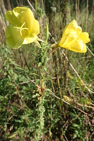 Oenothera oehlkersii \ Oehlkers-Nachtkerze / Oehlkers' Evening Primrose, D Kassel 7.10.2018