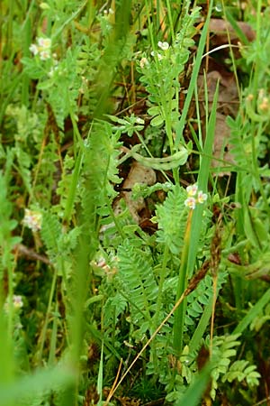 Ornithopus perpusillus \ Kleiner Vogelfu / Bird's-Foot, D Erlenbach am Main 4.6.2016