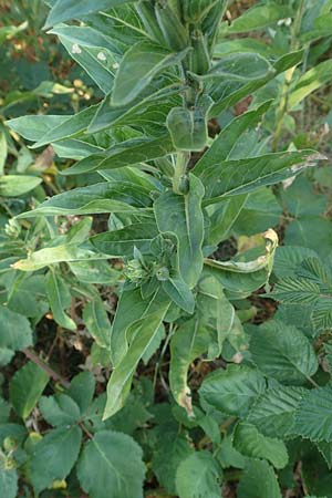 Oenothera canovirens \ Renners Nachtkerze, Graugrne Nachtkerze / Renner's Evening Primrose, D Römerberg 8.7.2017