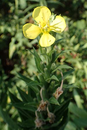 Oenothera canovirens \ Renners Nachtkerze, Graugrne Nachtkerze / Renner's Evening Primrose, D Römerberg 8.7.2017