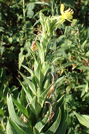 Oenothera canovirens \ Renners Nachtkerze, Graugrne Nachtkerze / Renner's Evening Primrose, D Römerberg 8.7.2017