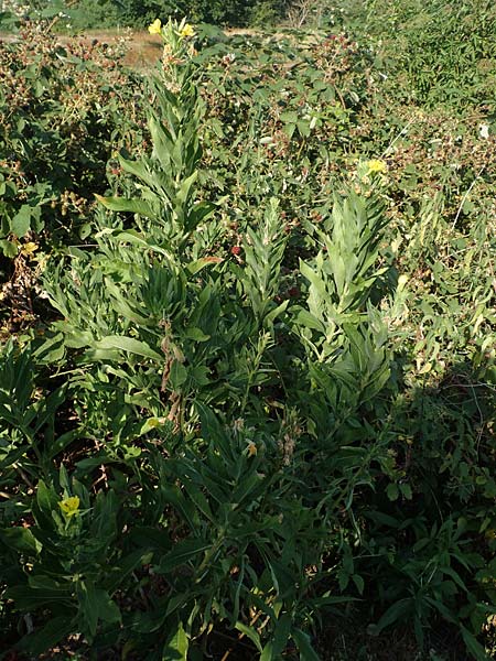 Oenothera canovirens \ Renners Nachtkerze, Graugrne Nachtkerze / Renner's Evening Primrose, D Römerberg 8.7.2017