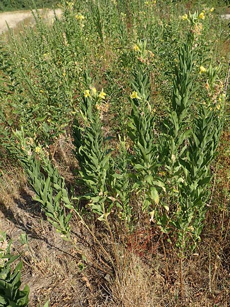 Oenothera canovirens \ Renners Nachtkerze, Graugrne Nachtkerze / Renner's Evening Primrose, D Römerberg 8.7.2017