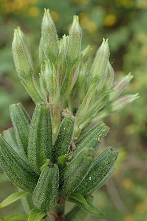 Oenothera drawertii \ Drawerts Nachtkerze, D Mannheim 8.8.2017