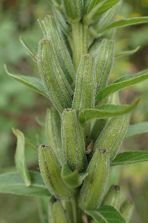 Oenothera drawertii \ Drawerts Nachtkerze, D Mannheim 8.8.2017