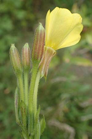 Oenothera drawertii \ Drawerts Nachtkerze / Drawert's Evening Primrose, D Mannheim 8.8.2017