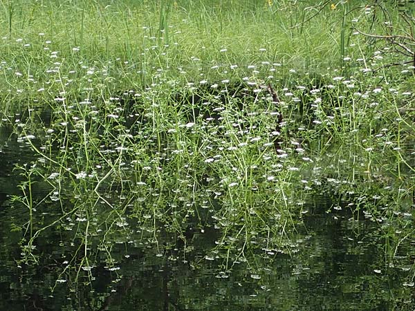 Oenanthe aquatica \ Großer Wasserfenchel, Pferdesaat / Fine-Leaved Water Dropwort, D Groß-Gerau 9.7.2021