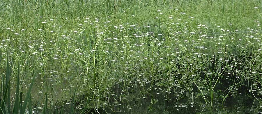 Oenanthe aquatica \ Groer Wasserfenchel, Pferdesaat / Fine-Leaved Water Dropwort, D Groß-Gerau 9.7.2021