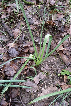 Ornithogalum brevistylum \ Kurzgriffeliger Milchstern / Pyramidal Star of Bethlehem, D Weinheim an der Bergstraße 22.3.2008