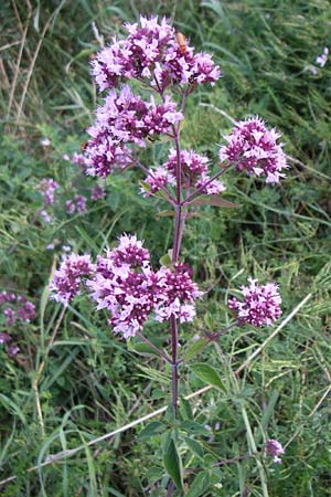 Origanum vulgare \ Wilder Majoran, Dost / Wild Marjoram, D Weinheim an der Bergstraße 10.7.2008