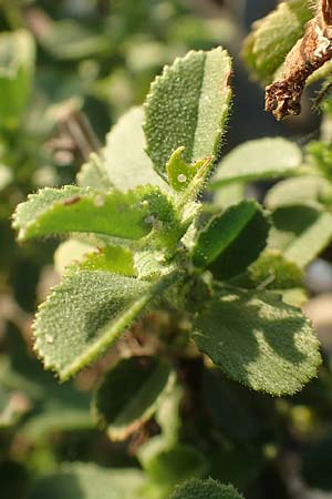 Ononis repens subsp. procurrens \ Kriechende Hauhechel, D Düsseldorf-Lohausen 27.9.2017