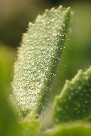 Ononis repens subsp. procurrens \ Kriechende Hauhechel, D Düsseldorf-Lohausen 27.9.2017