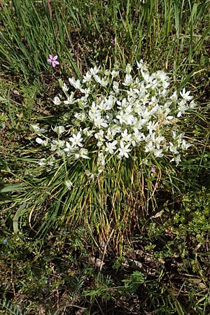 Ornithogalum angustifolium \ Schmalblttriger Milchstern, D St. Leon - Rot 17.5.2019